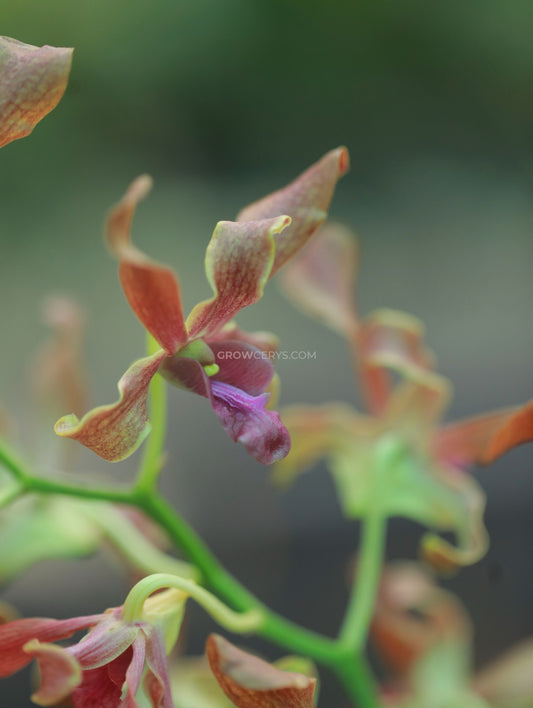 Dendrobium Cross Hybs Brown Twist