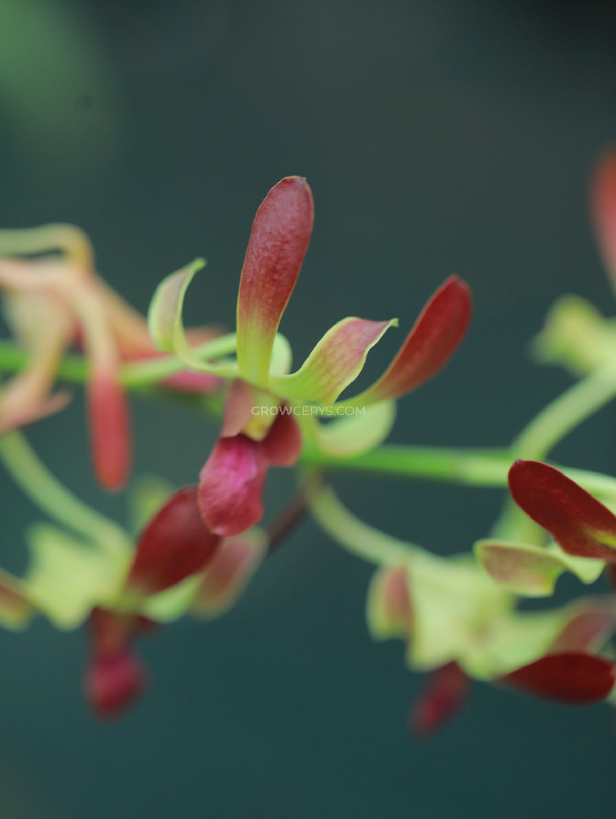 Dendrobium Brown Yellow Twist