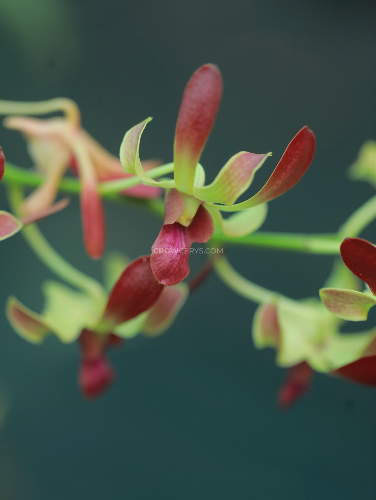 Dendrobium Brown Yellow Twist