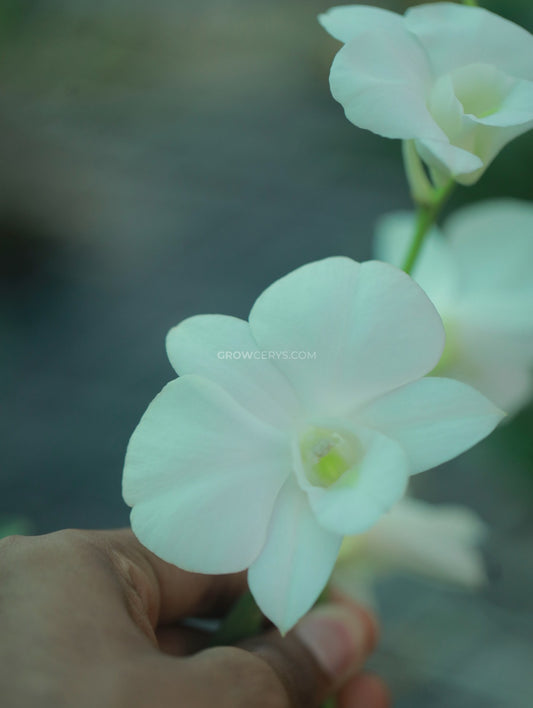 Dendrobium Airy Snow