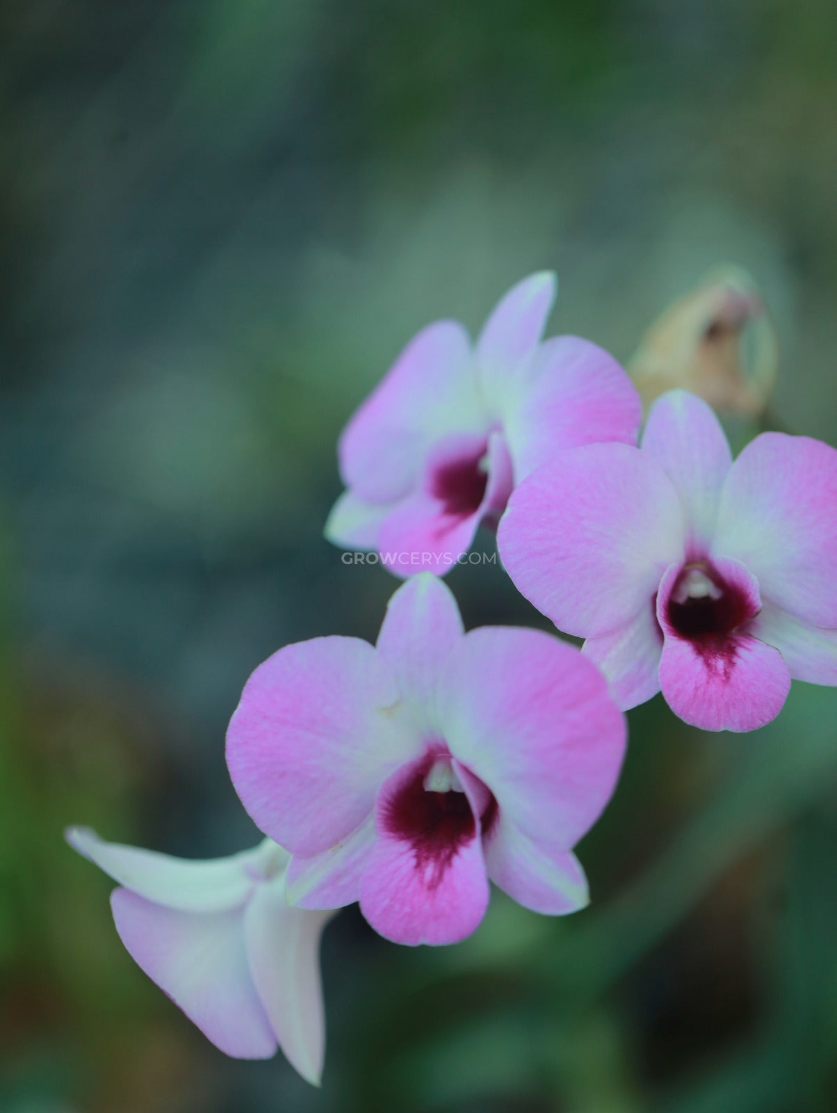 Dendrobium Dew White