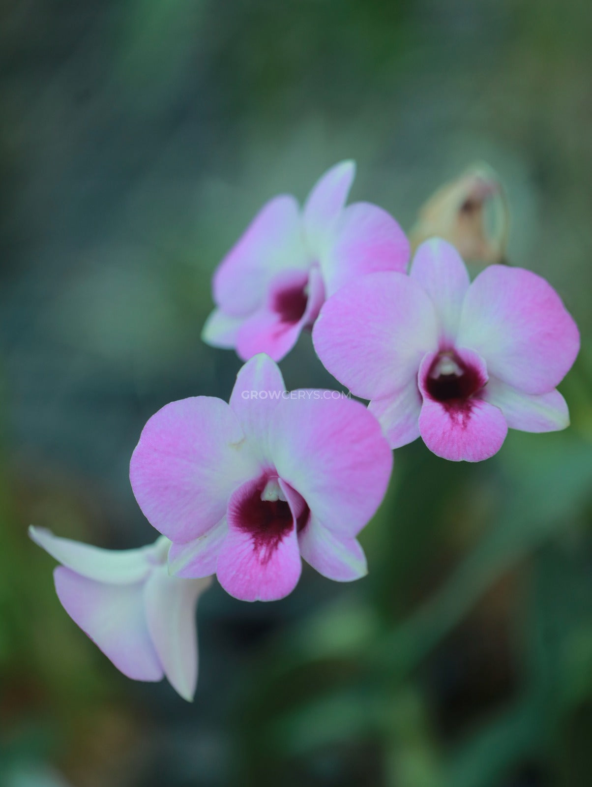 Dendrobium Dew White