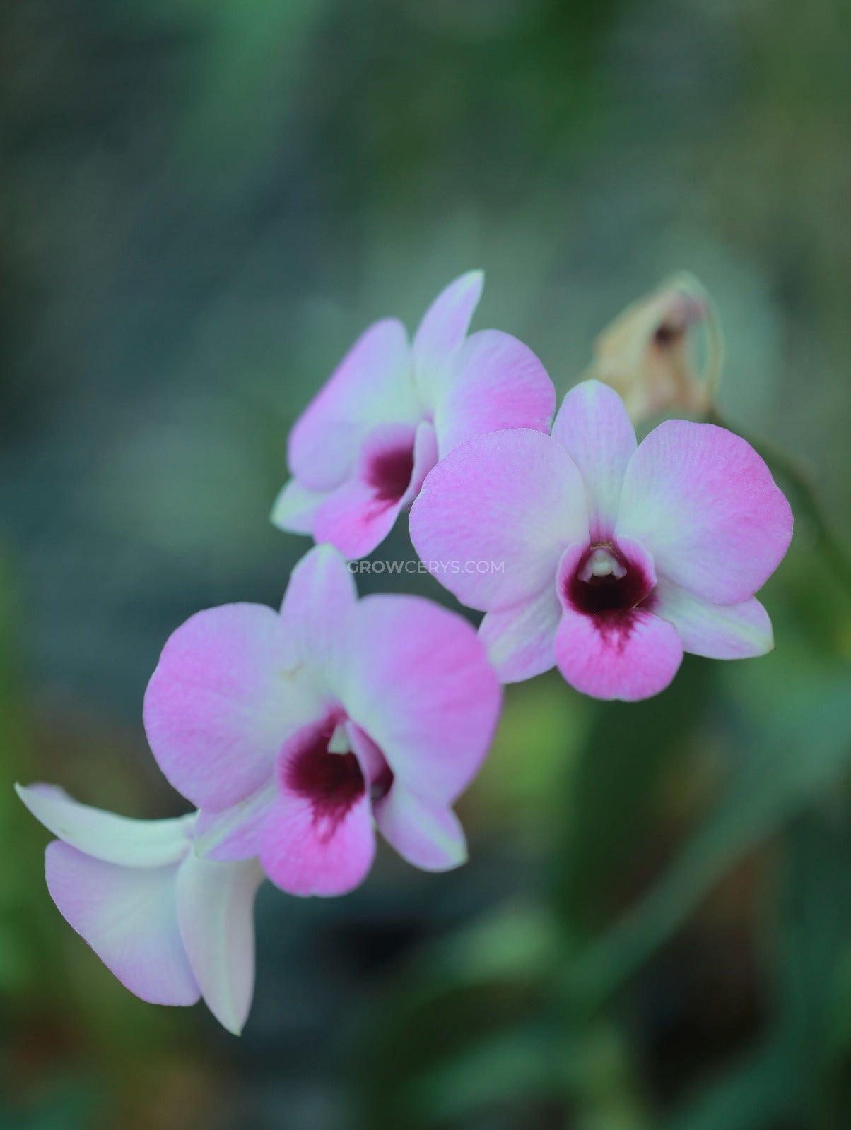 Dendrobium Dew White