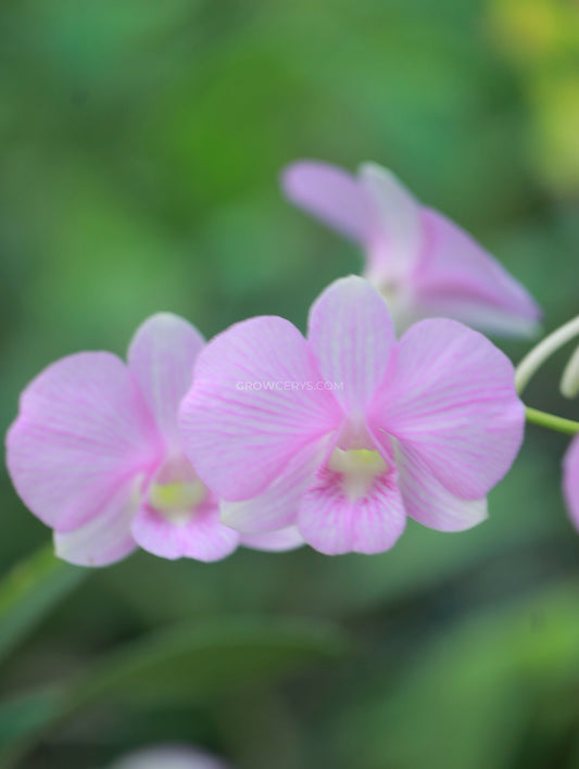 Dendrobium Airy Fancy Pink