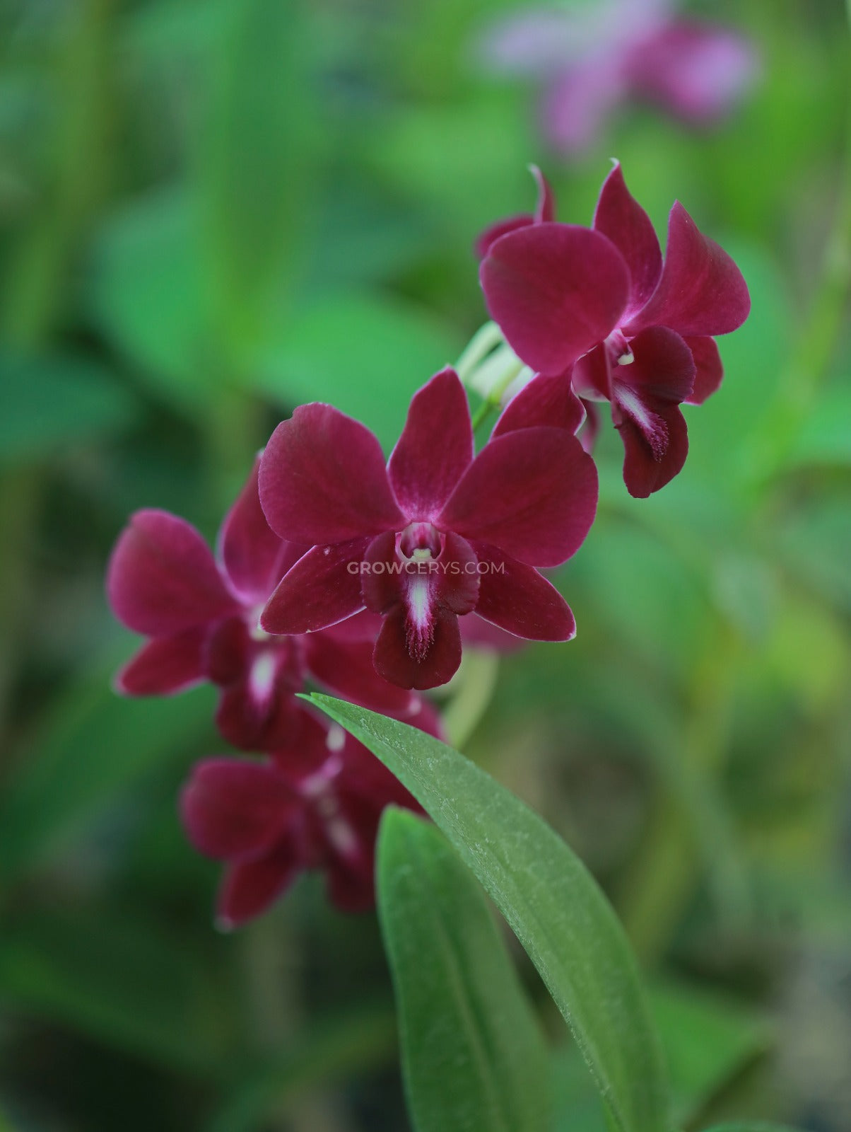 Dendrobium Panama Red