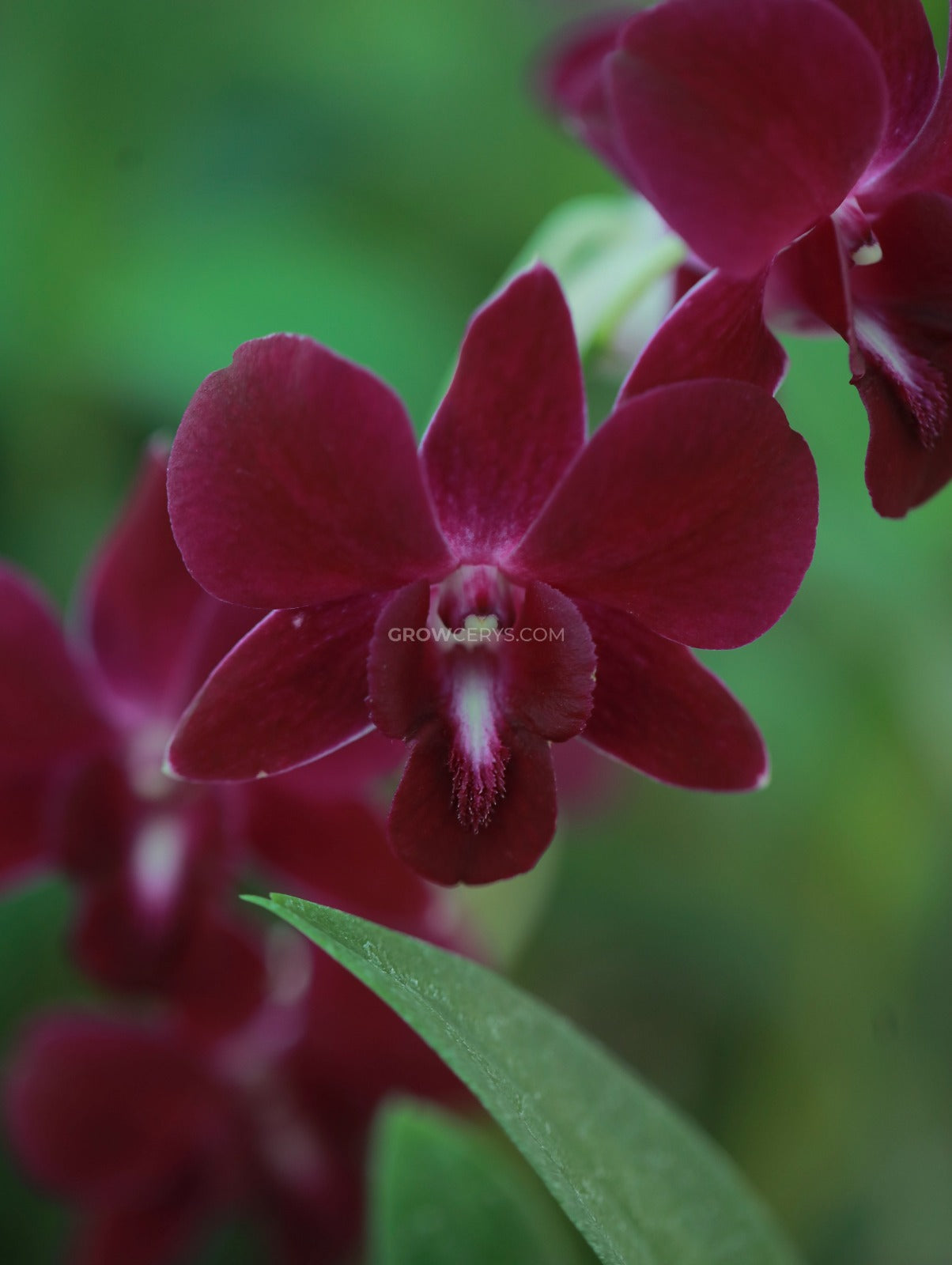 Dendrobium Panama Red