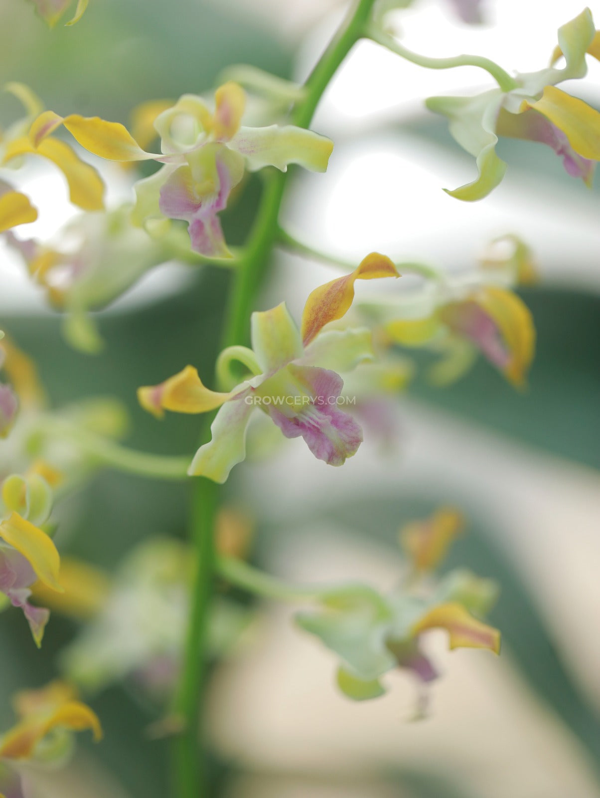 Dendrobium Star Orange Twist