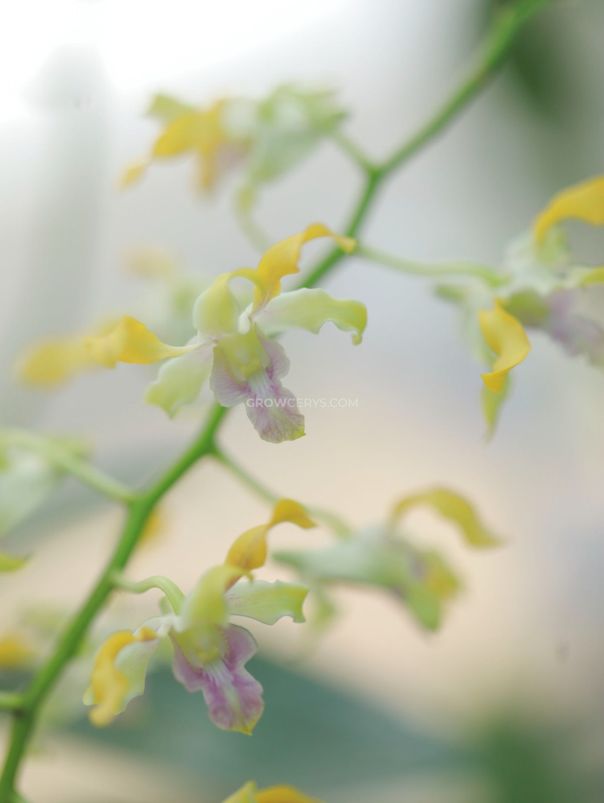 Dendrobium Star Orange Twist