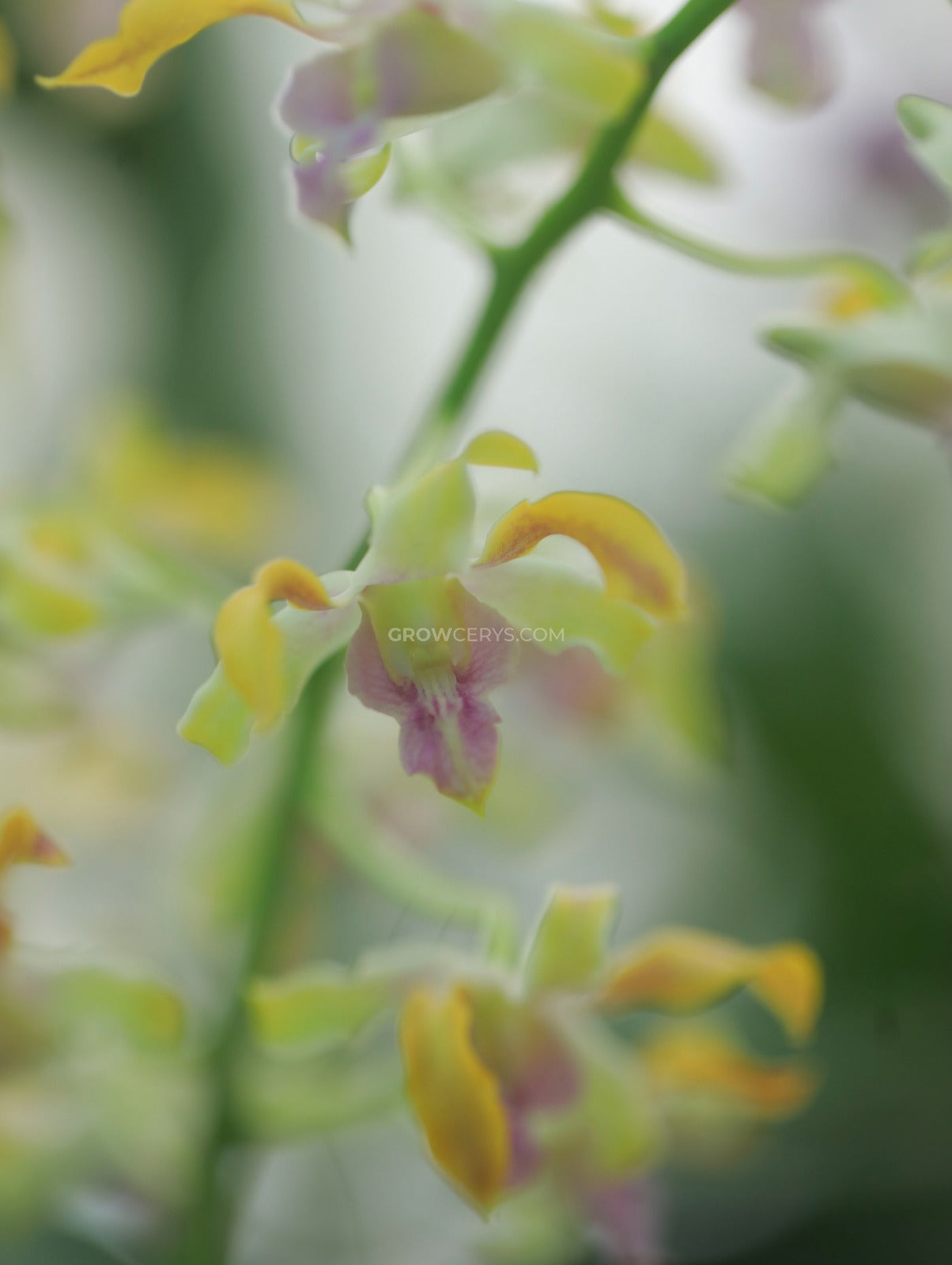 Dendrobium Star Orange Twist