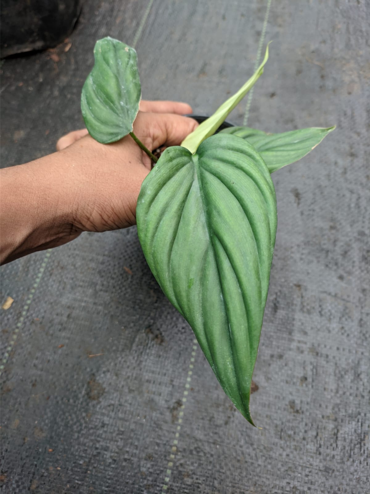 Philodendron SP Colombia