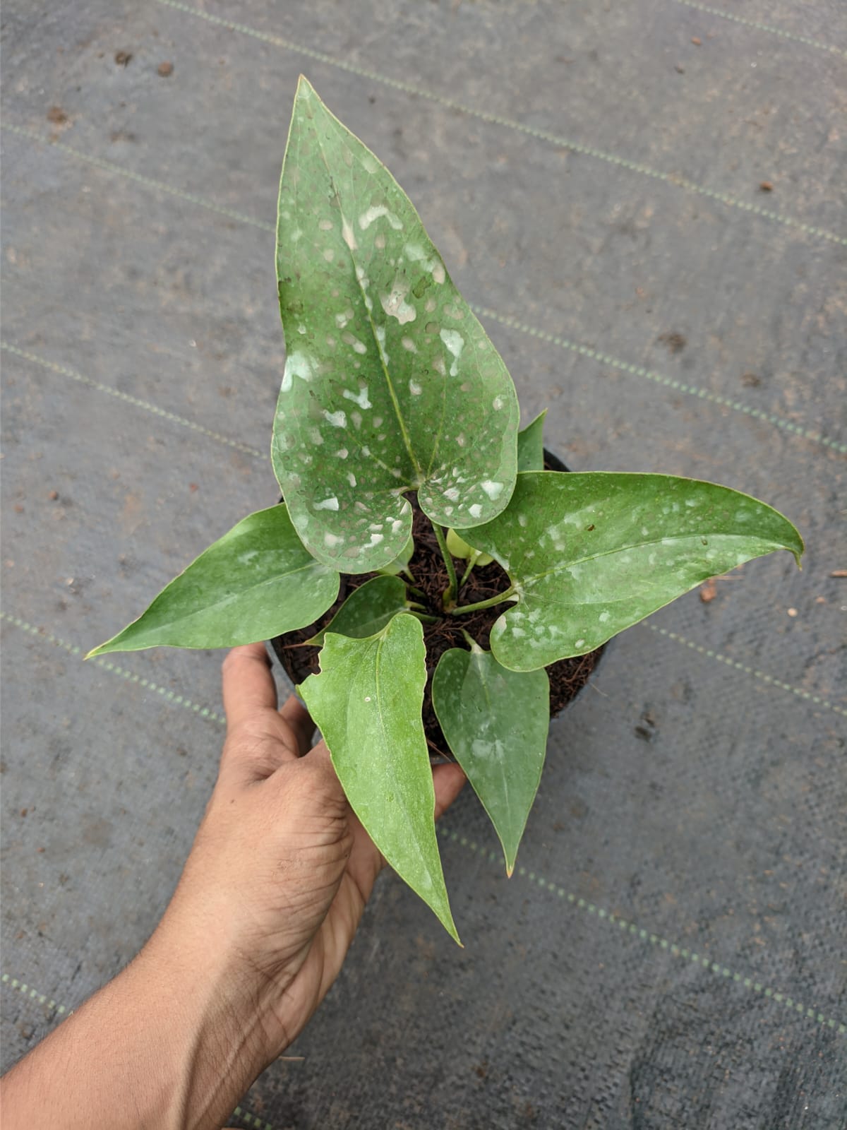 Anthurium Brownie