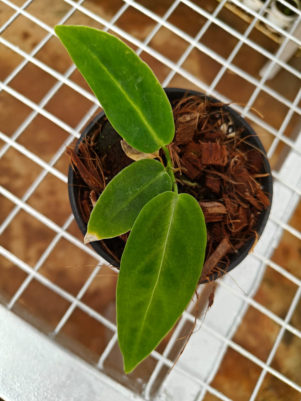 Anthurium Queen juvenile