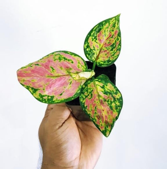 Aglaonema 5 mini plant combo