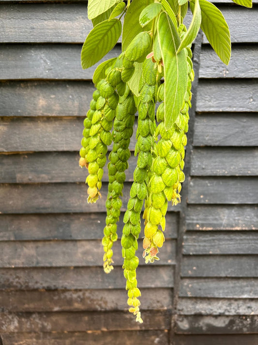 Showy Desmodium