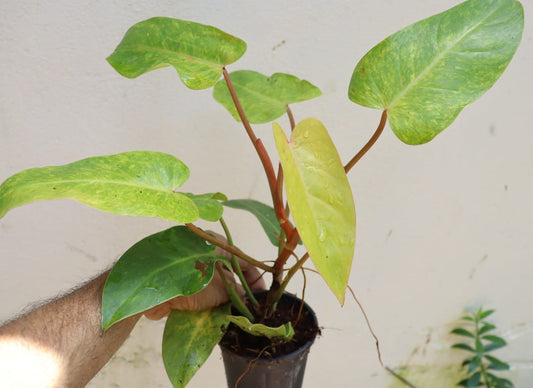 Philodendron Painted Lady