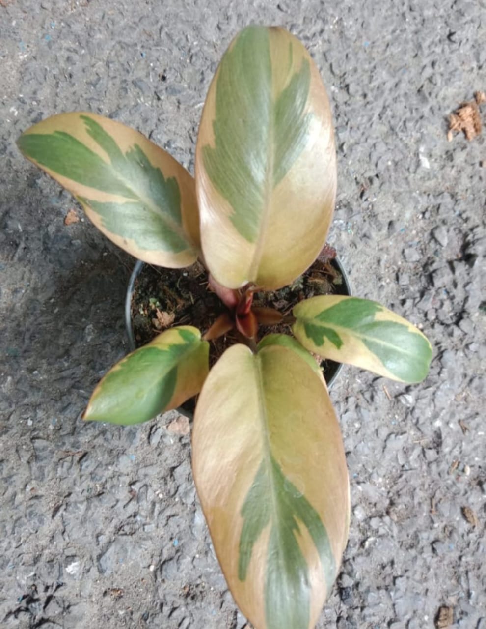 Philodendron Black Cardinal Variegated