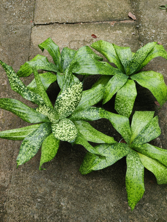 Dracaena Stardust Spotted Variegated