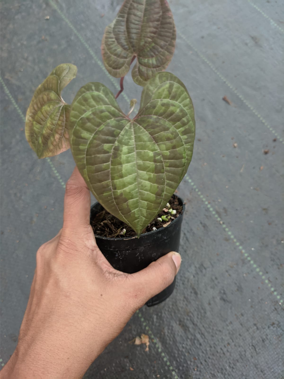 Dioscorea Discolor