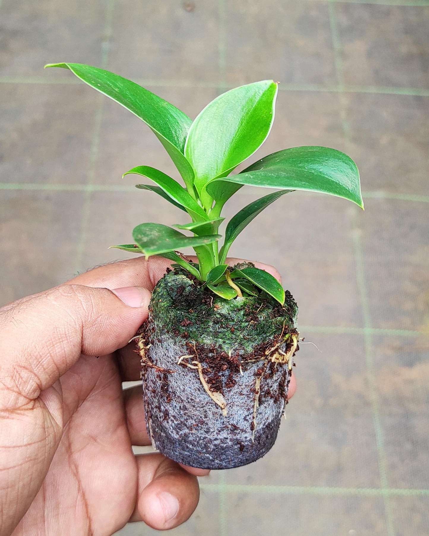 Philodendron Green Congo Jiffy