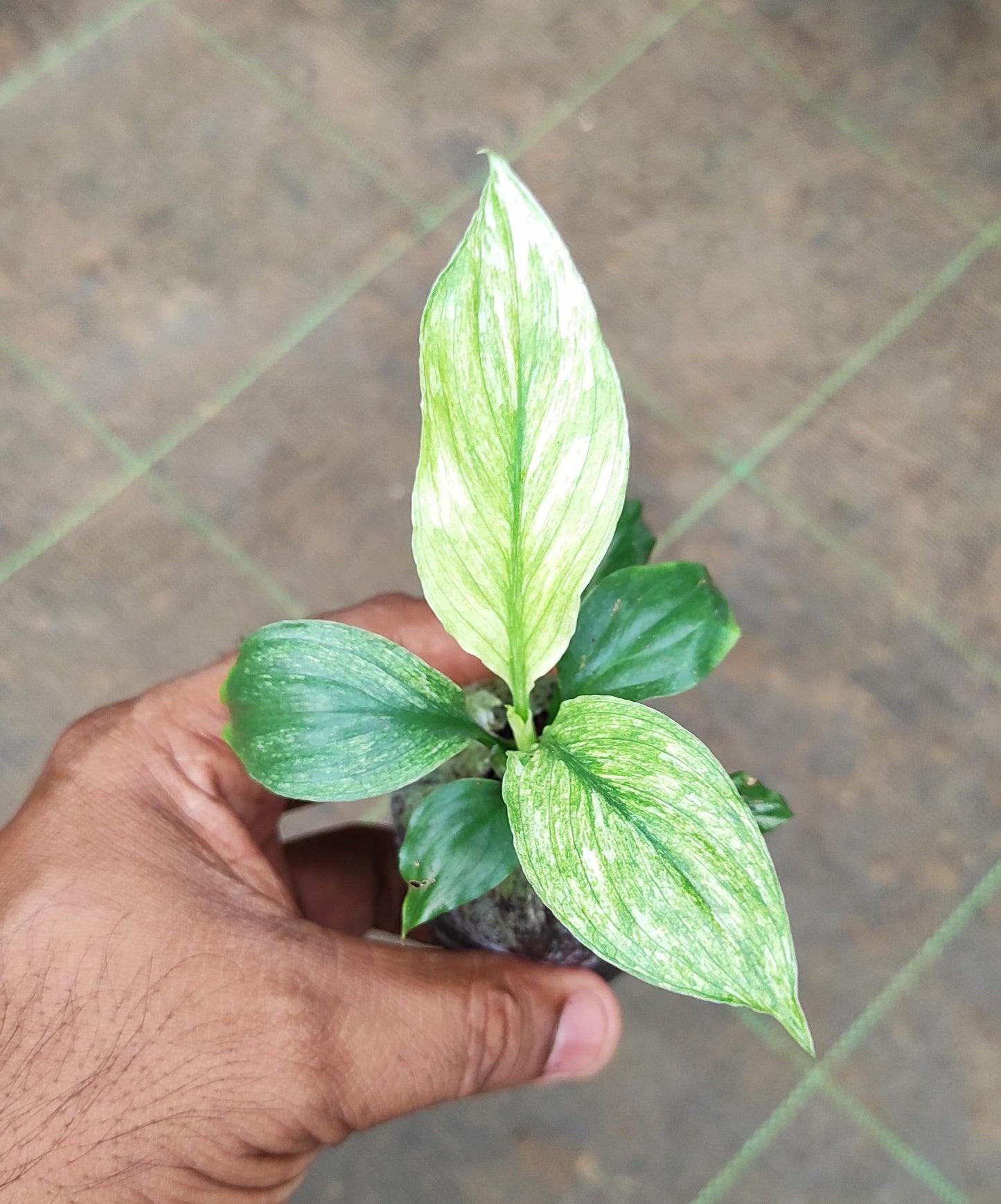 Variegated peace lily Jiffy