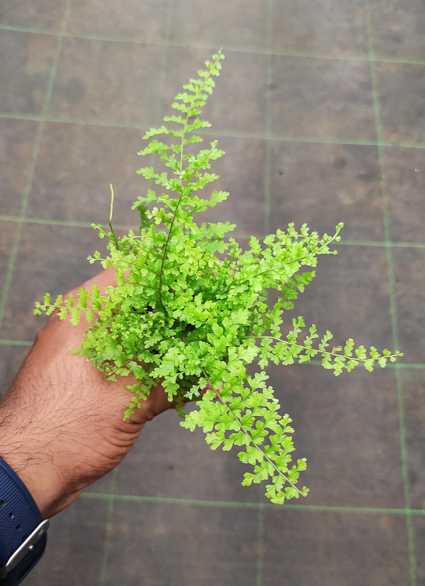 Cotton Candy Fern