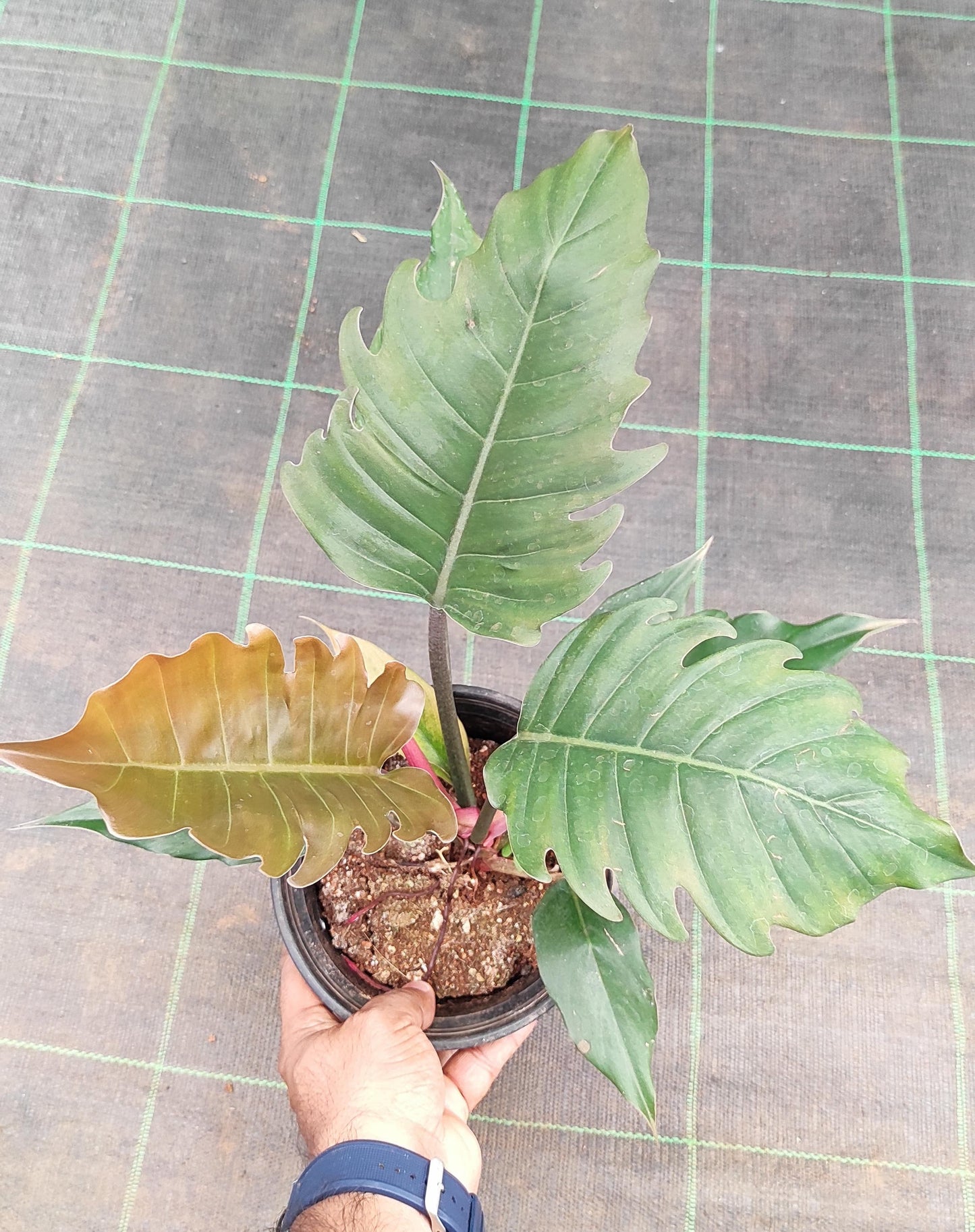 Philodendron Pluto Black