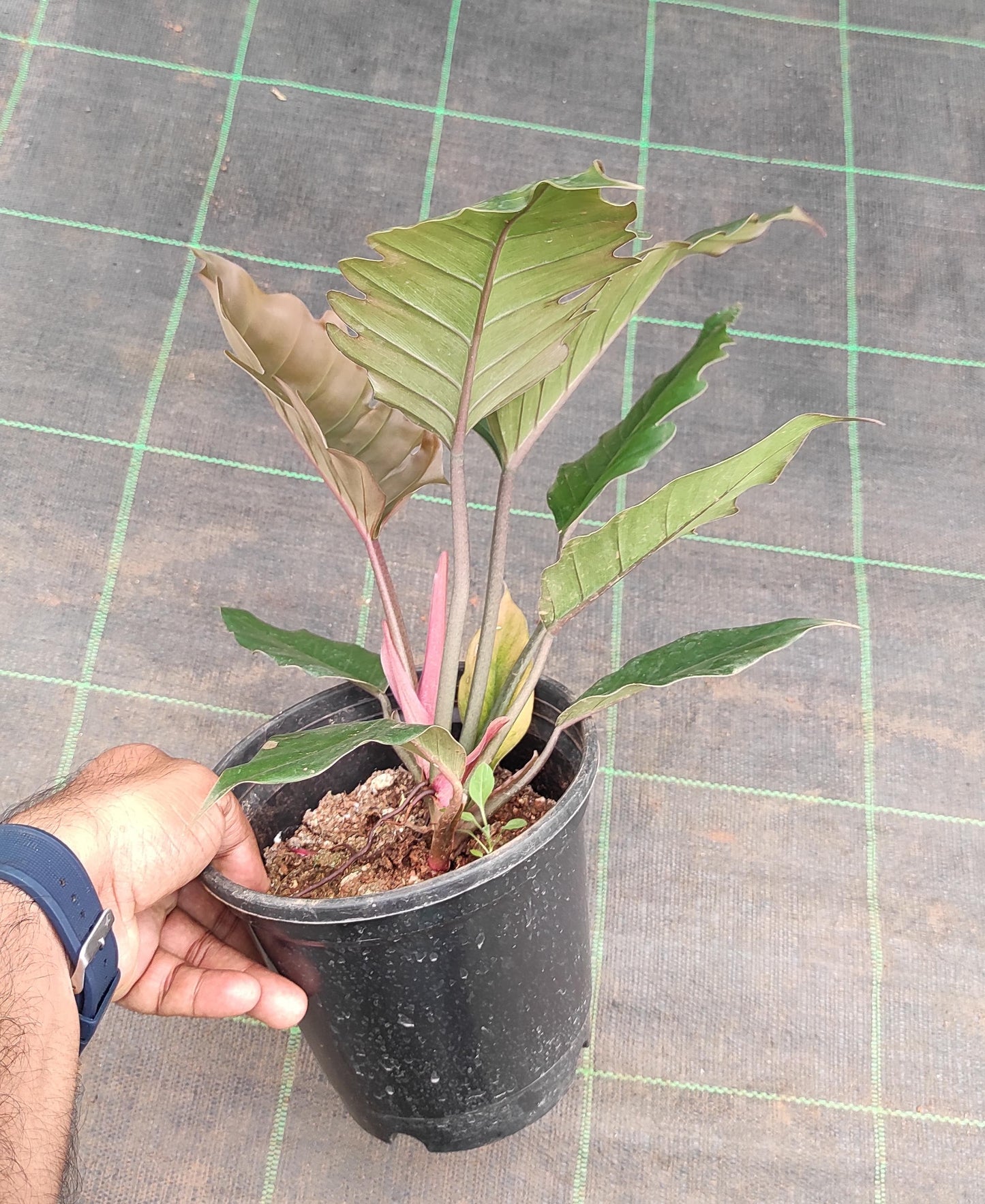 Philodendron Pluto Black