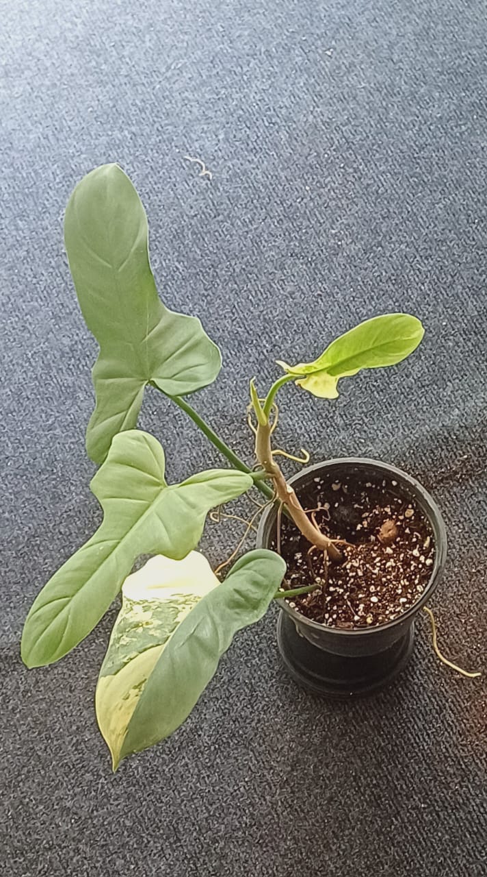 Philodendron Violin Variegated