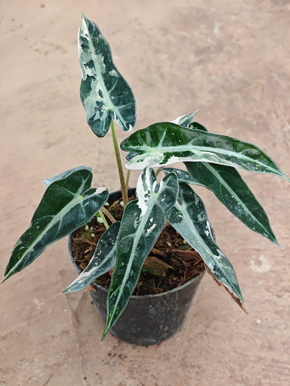 Alocasia Bambino Arrow Pink Variegated