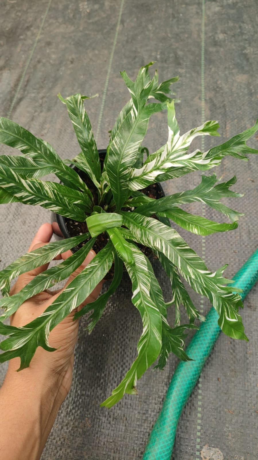 Bird’s Nest Fern Variegated