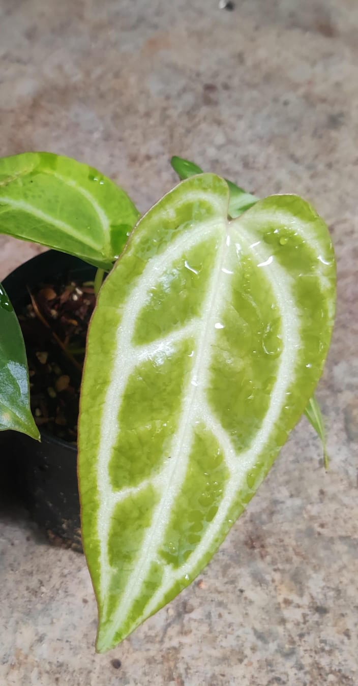 Anthurium Silver Hope Hybrid