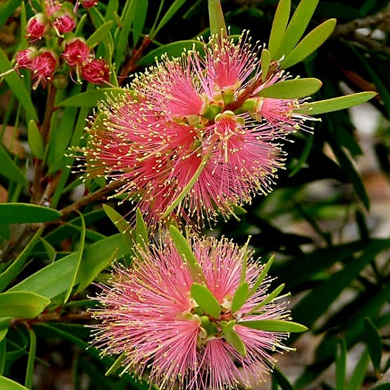 Bottle Brush 'Pink Champagne'