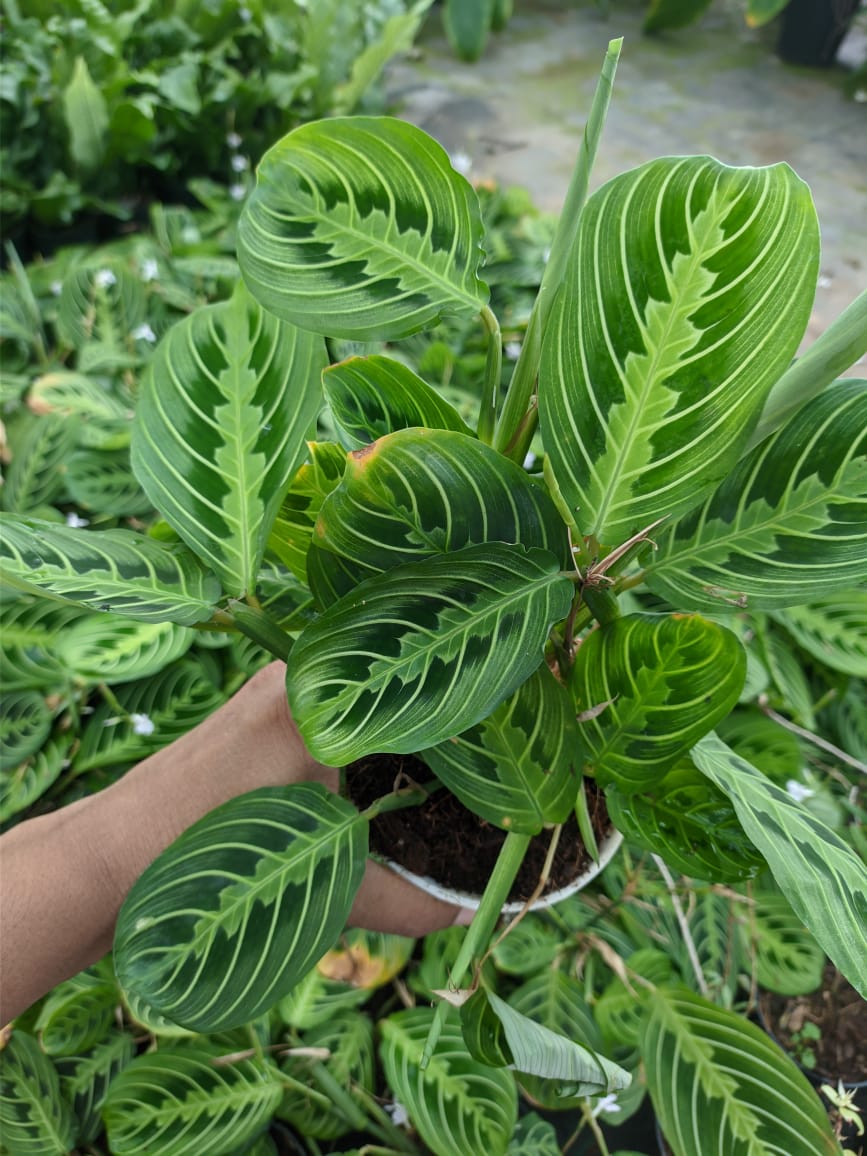 Maranta Lemon Lime