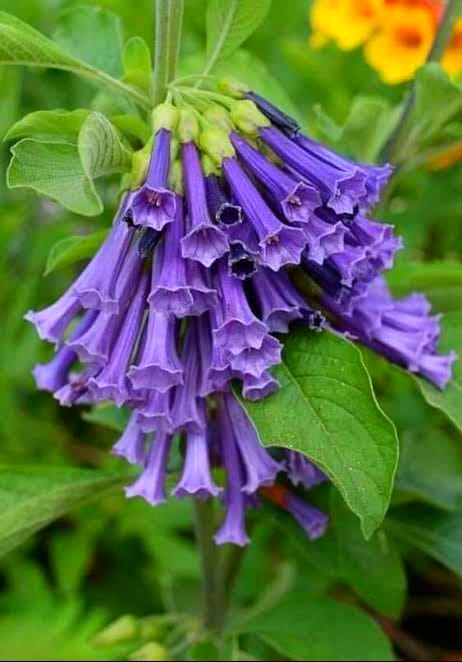 Iochroma cyaneum / Violet Churca