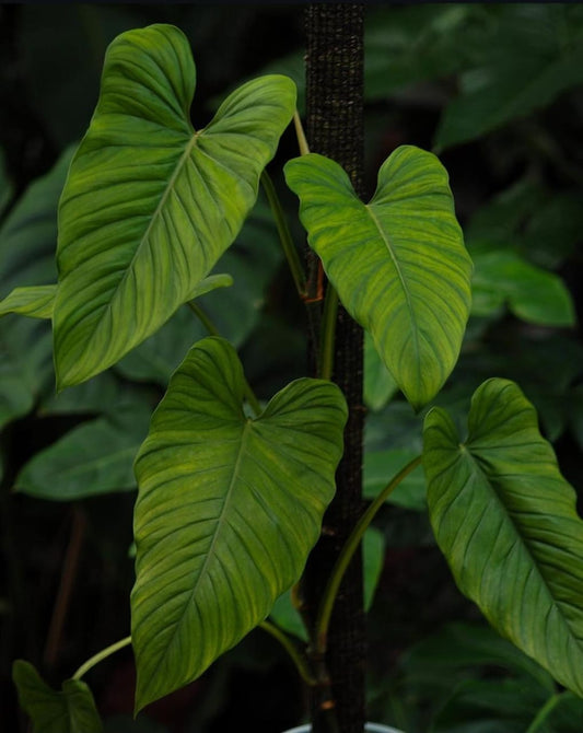 Philodendron Ernestii