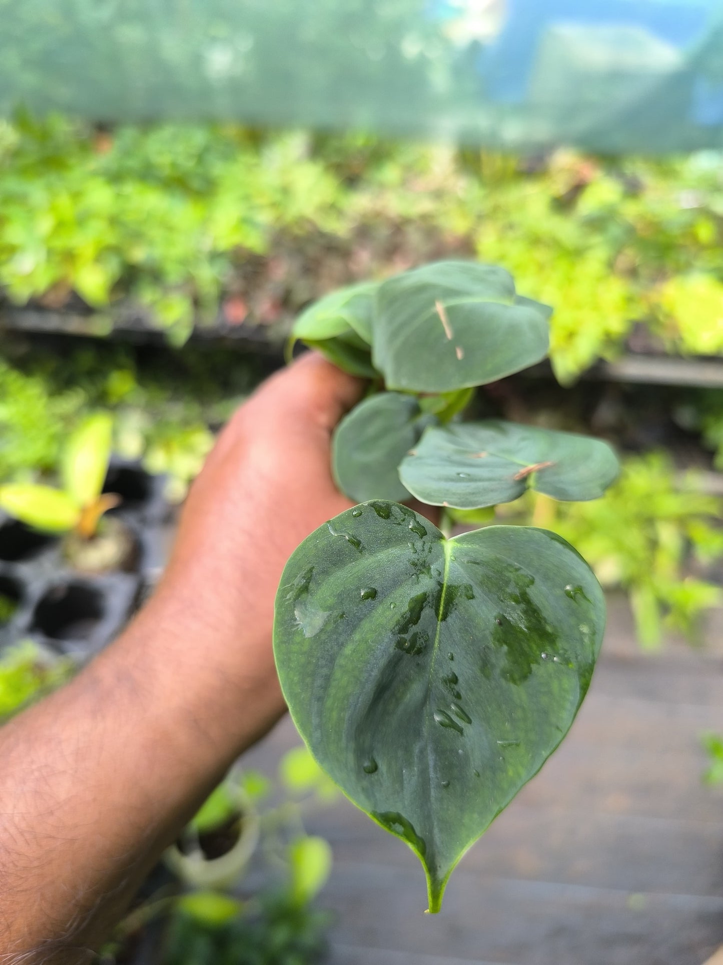 Variegated Treasures 8-in-1 Combo Juvenile Plants Set