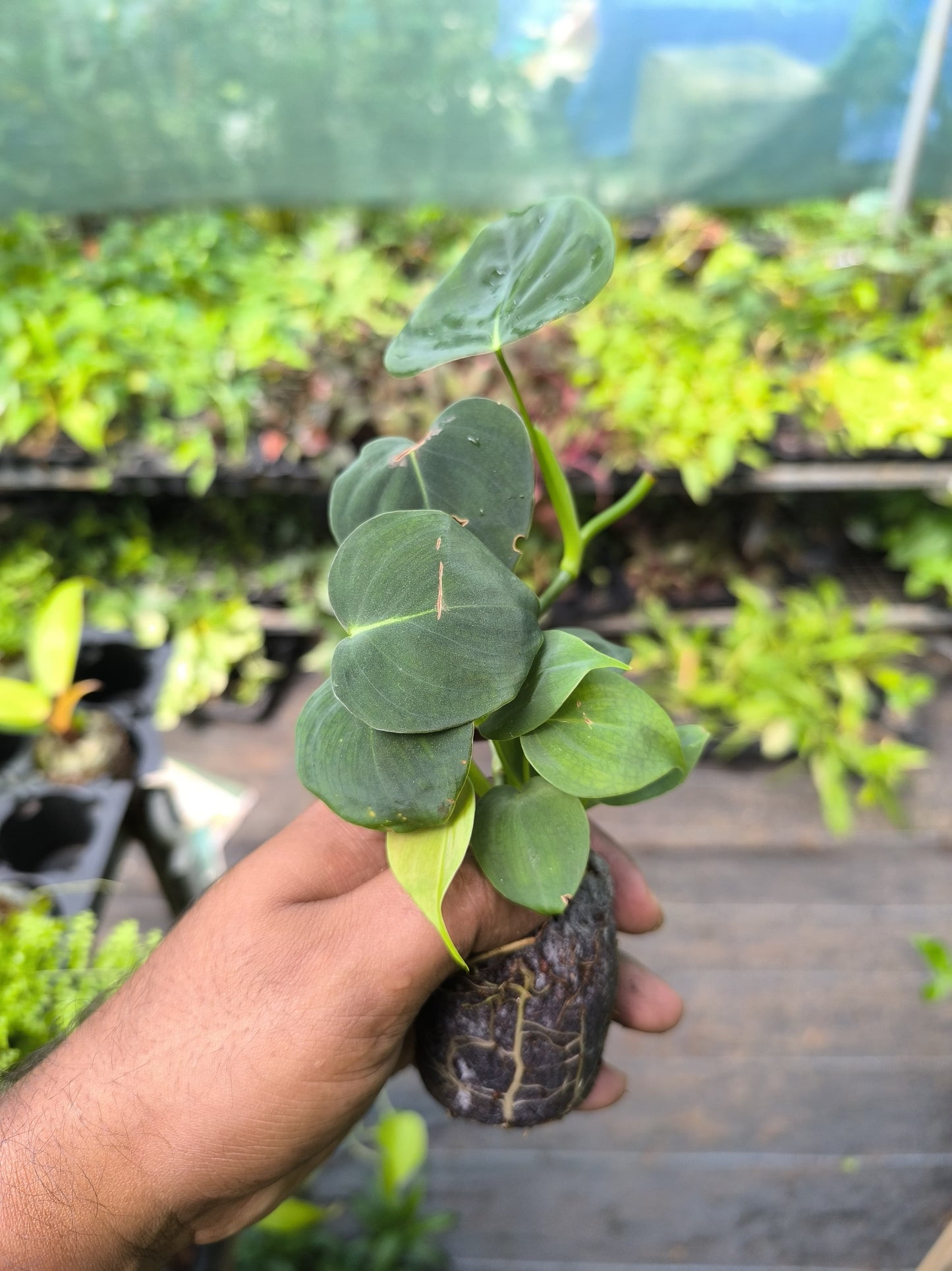 Variegated Treasures 8-in-1 Combo Juvenile Plants Set