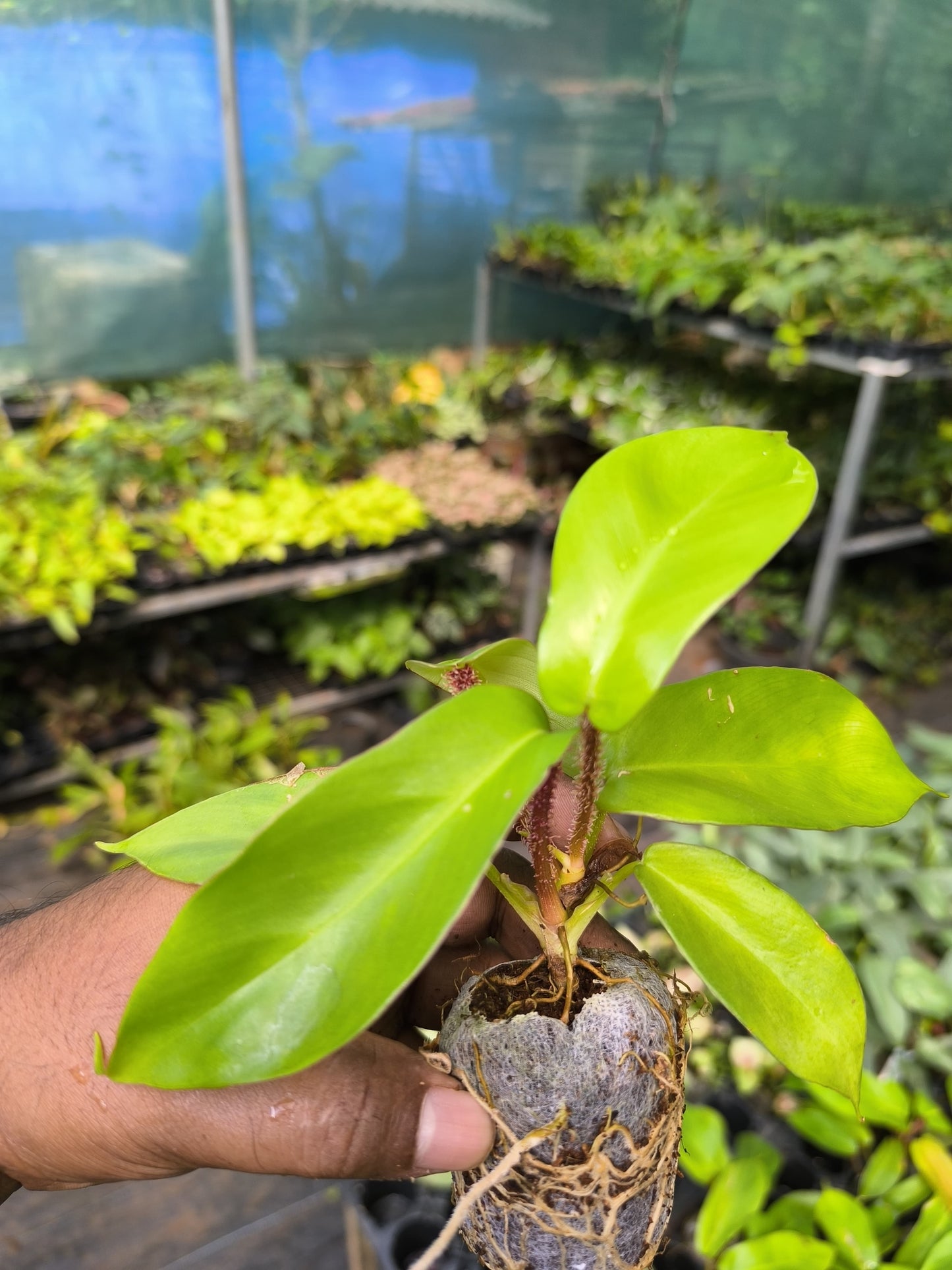 Rare Exotics 4-in-1 Combo Juvenile Plants Set