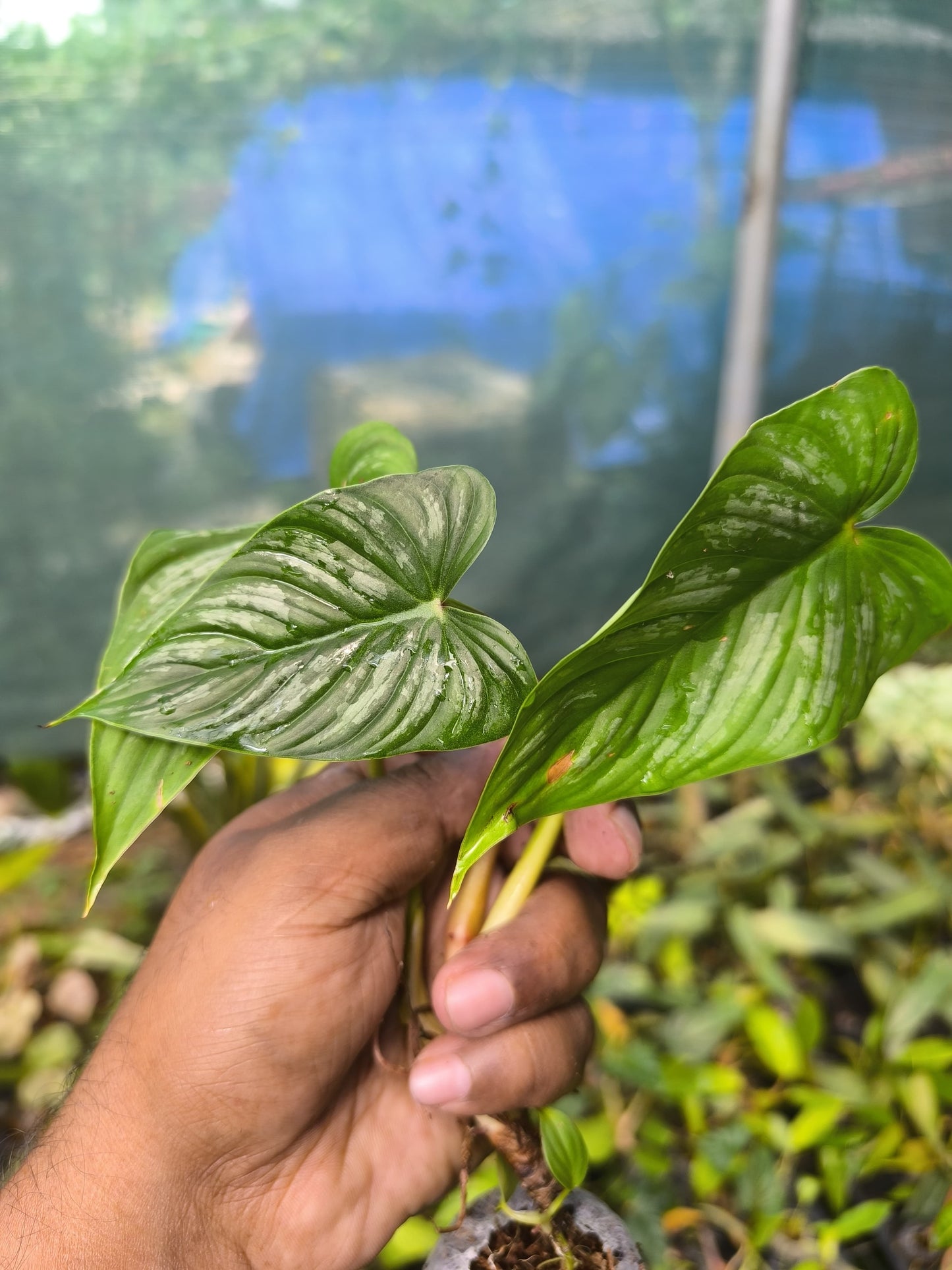 Variegated Treasures 8-in-1 Combo Juvenile Plants Set