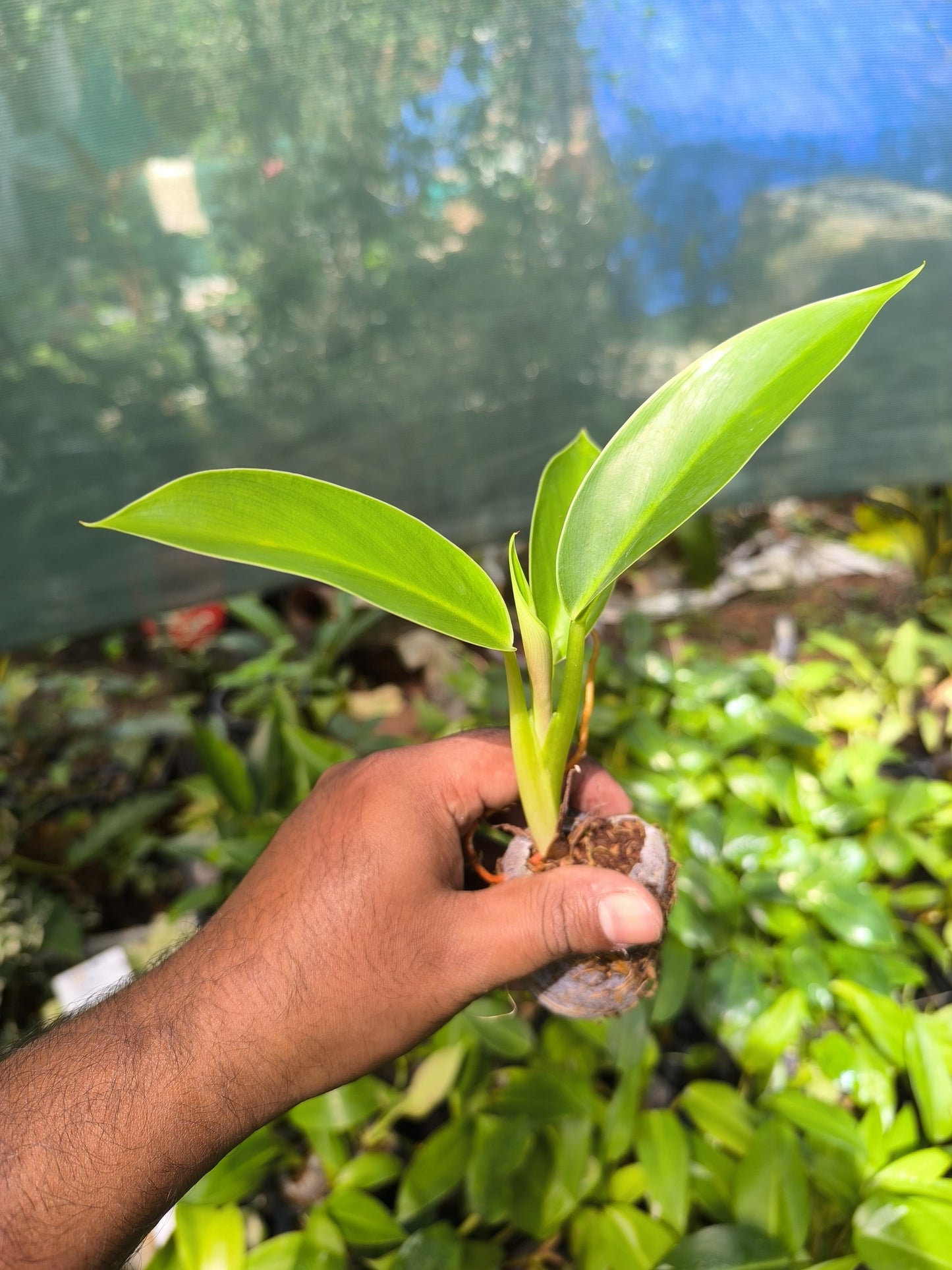 Rainforest Jewels 4-in-1 Combo Juvenile Plants Set