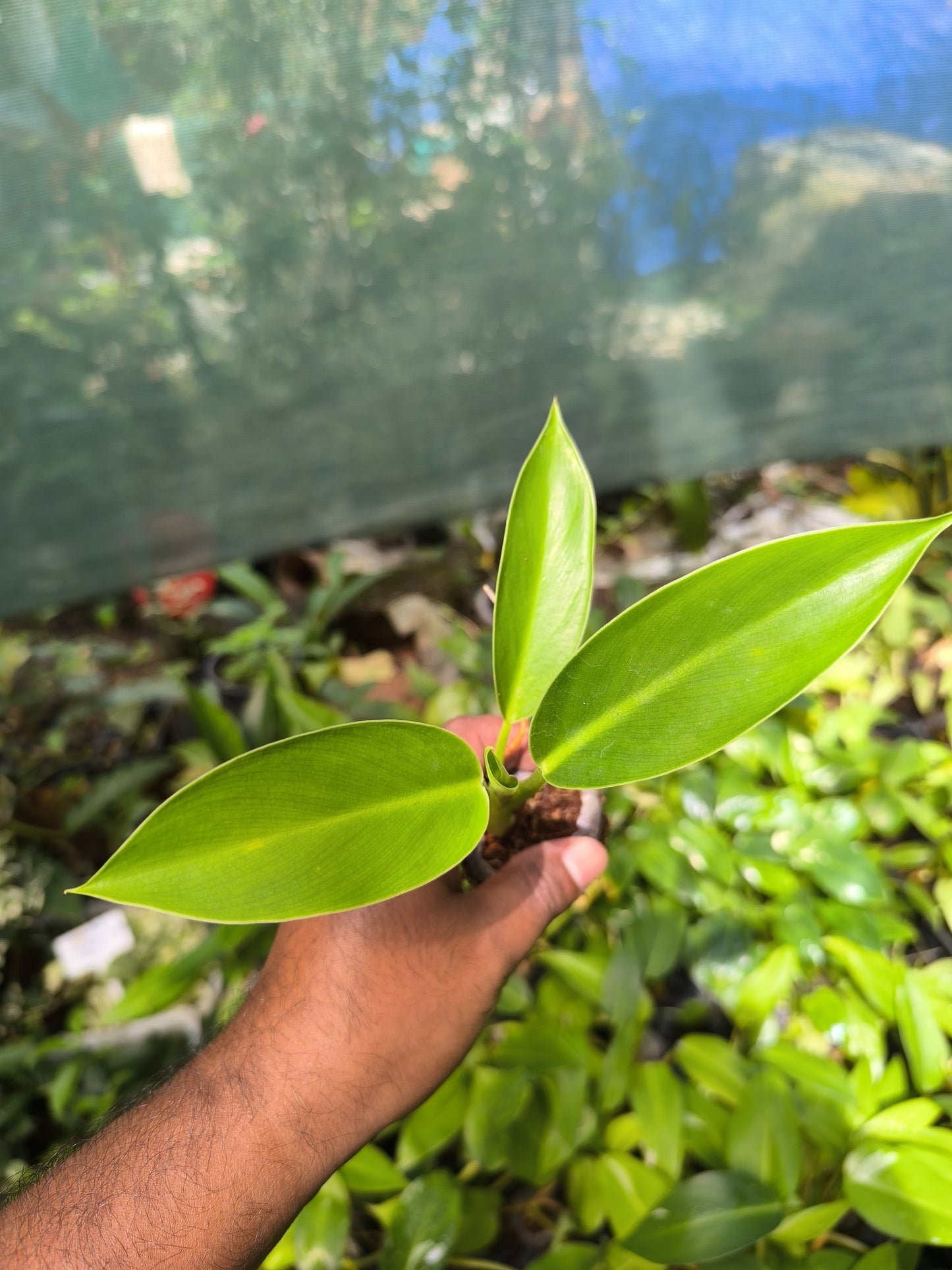 Rainforest Jewels 4-in-1 Combo Juvenile Plants Set