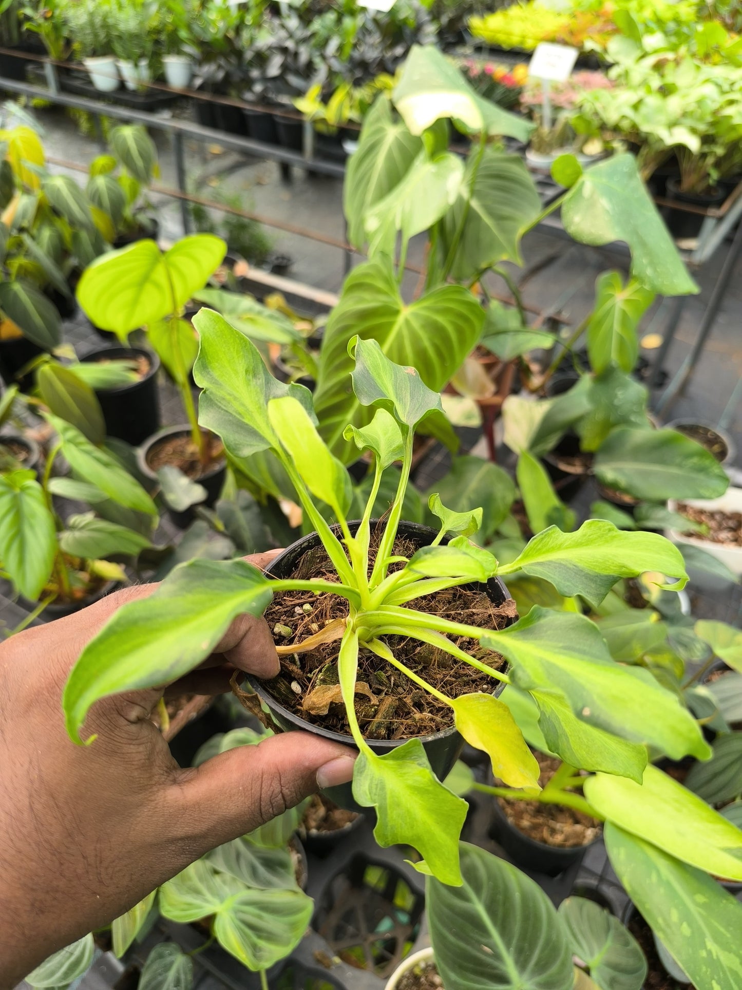 Philodendron Golden Xanadu Variegated