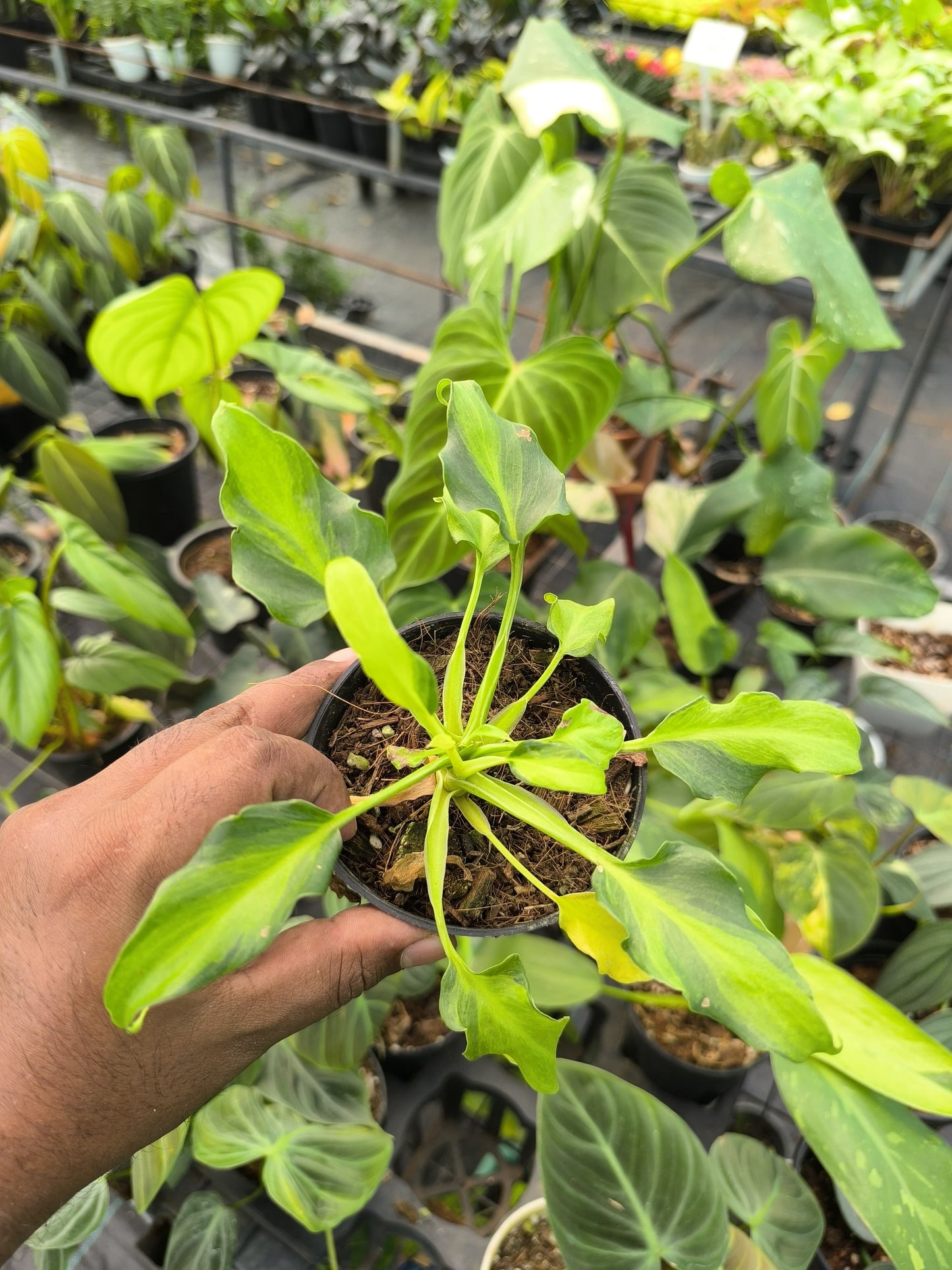 Philodendron Golden Xanadu Variegated