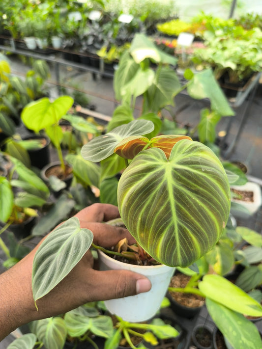 Philodendron Elchoco Red