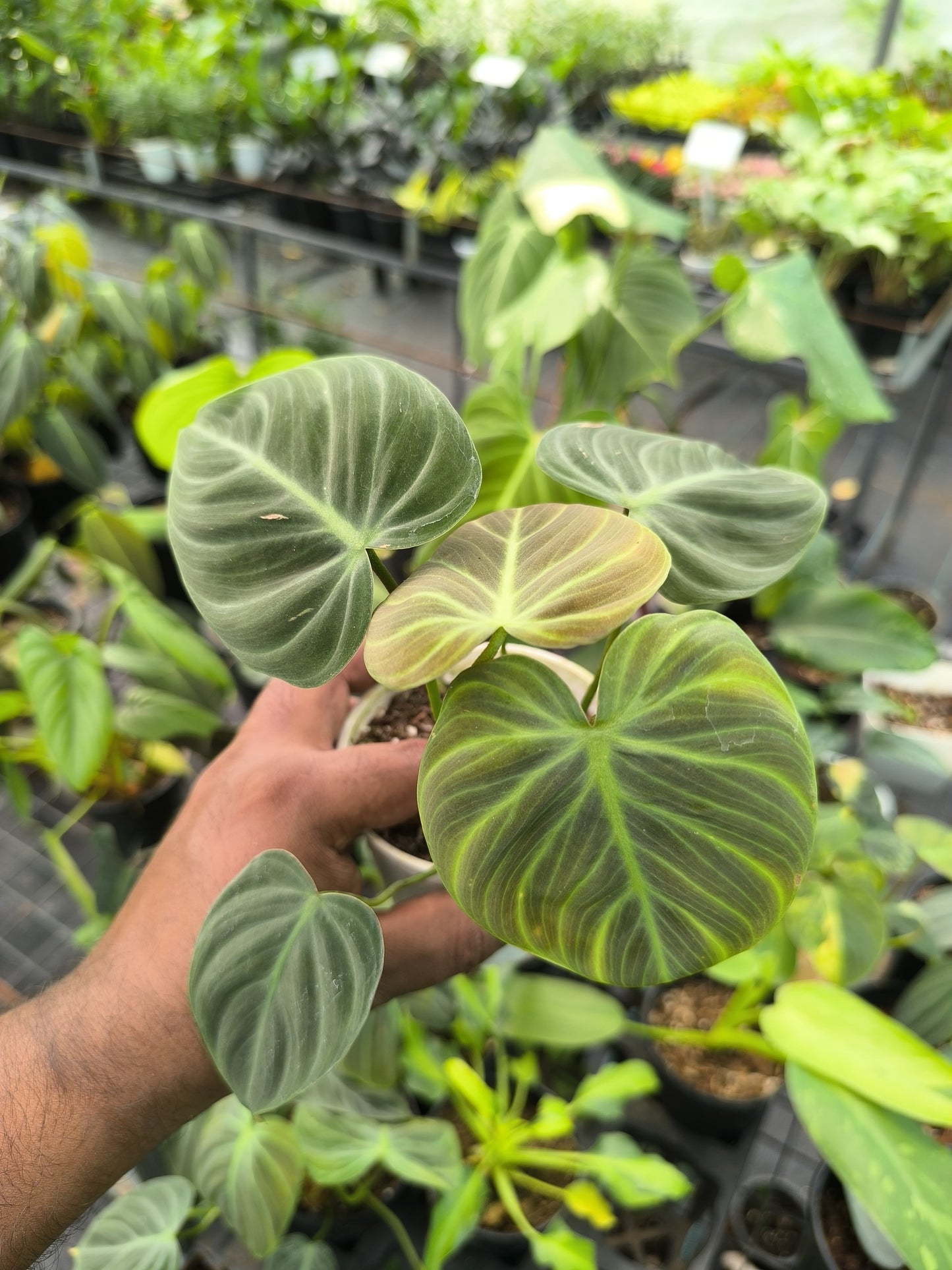 Philodendron Elchoco Red