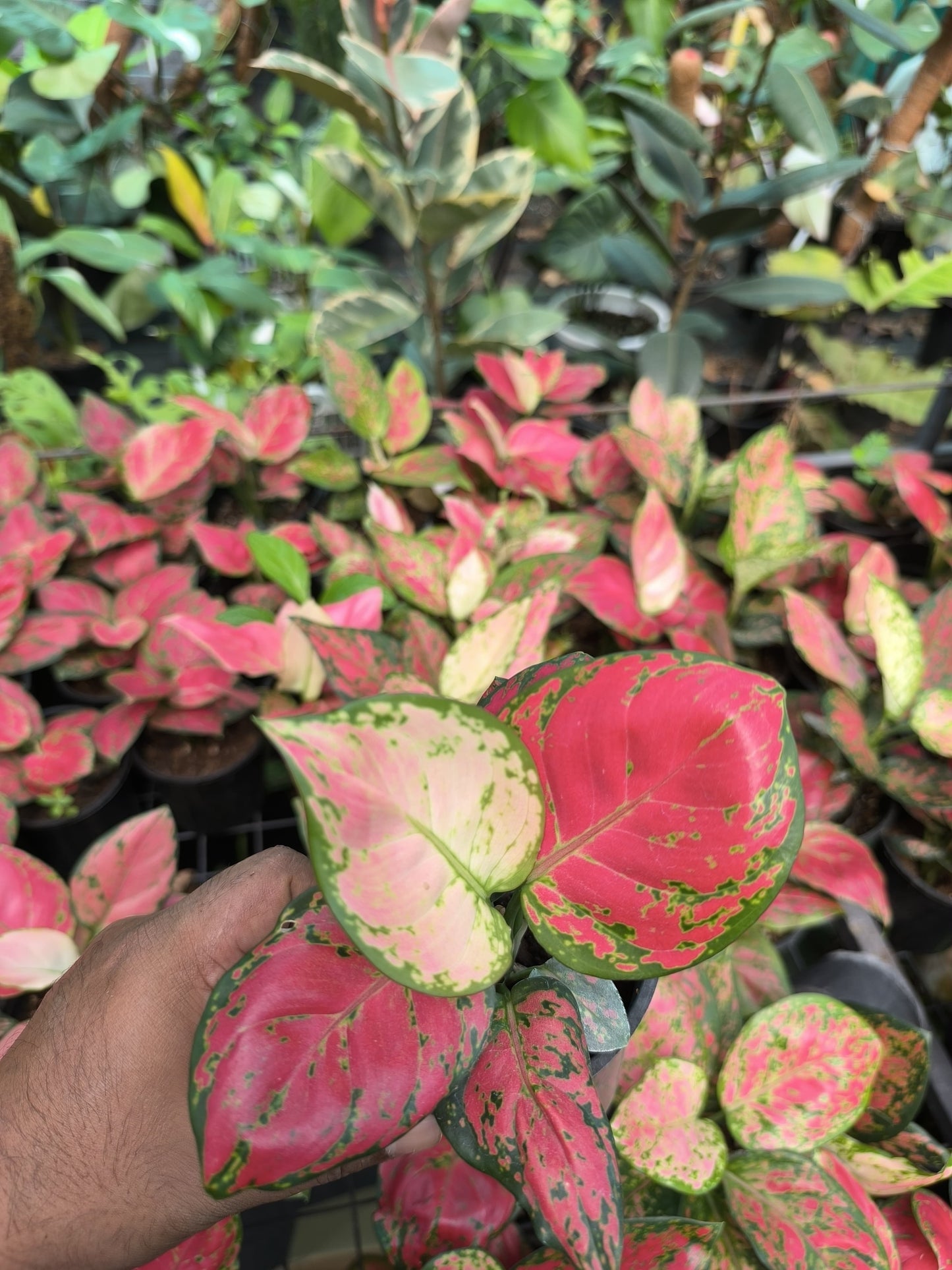 Aglaonema Red Beauty