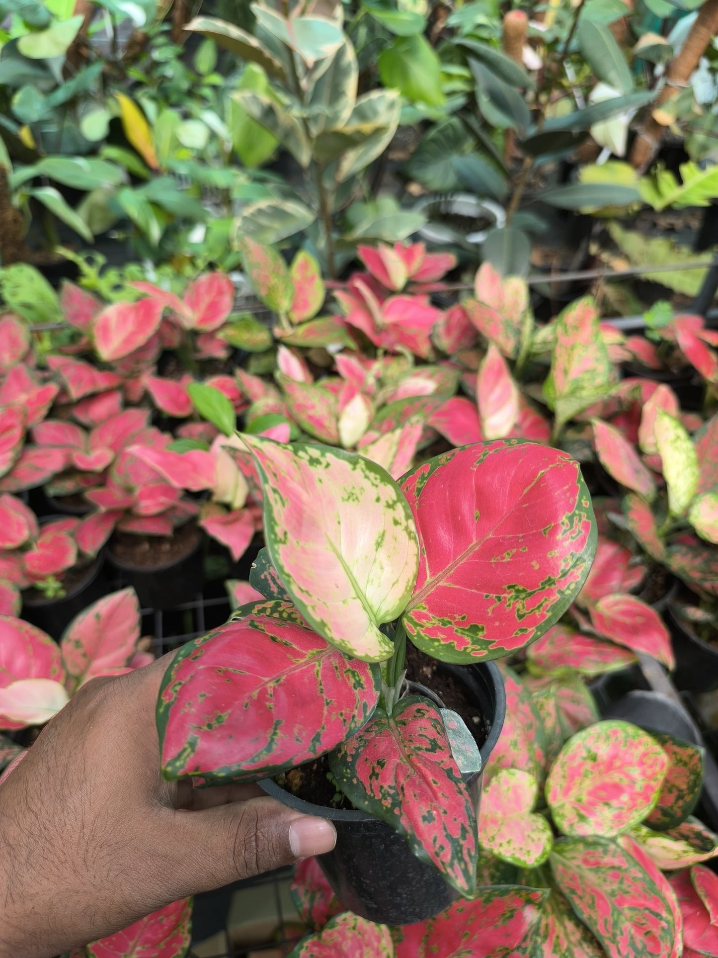 Aglaonema Red Beauty