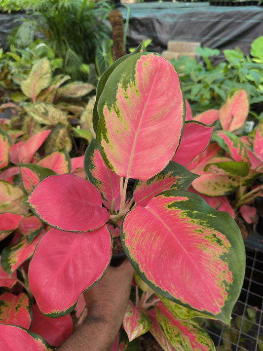 Aglaonema China Red (Suksom Pink)