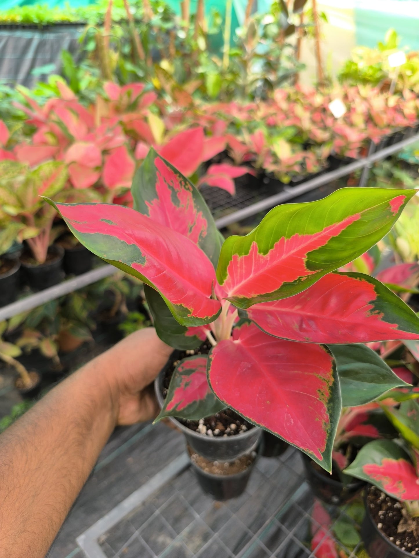 Aglaonema Thai Red Tiger