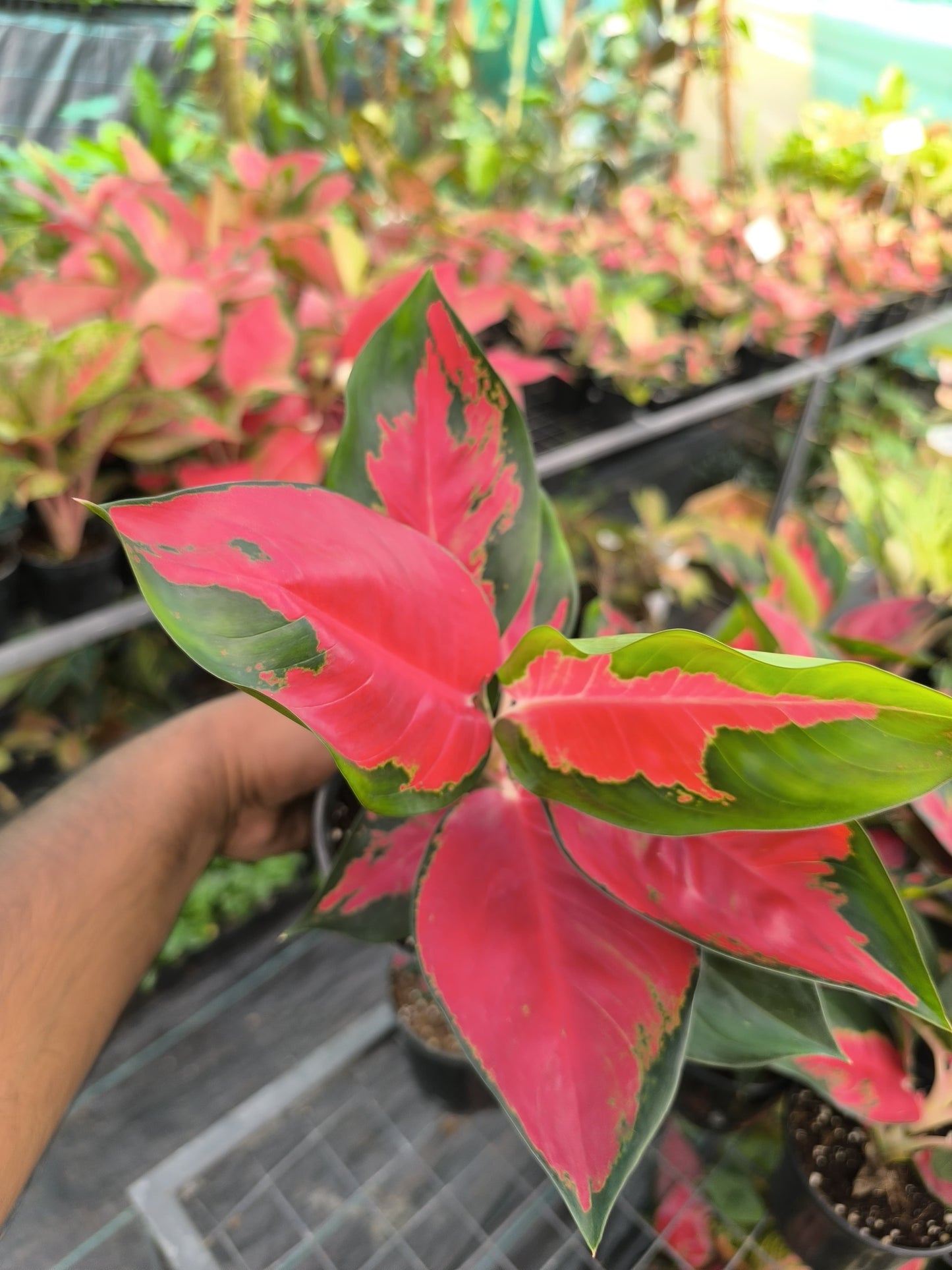 Aglaonema Thai Red Tiger